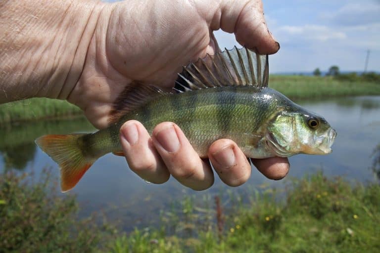 Conseils de pêche à la perche pour les débutants