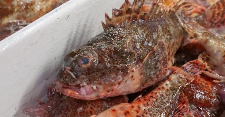 Quelles sont les différentes espèces de poissons à connaître ?