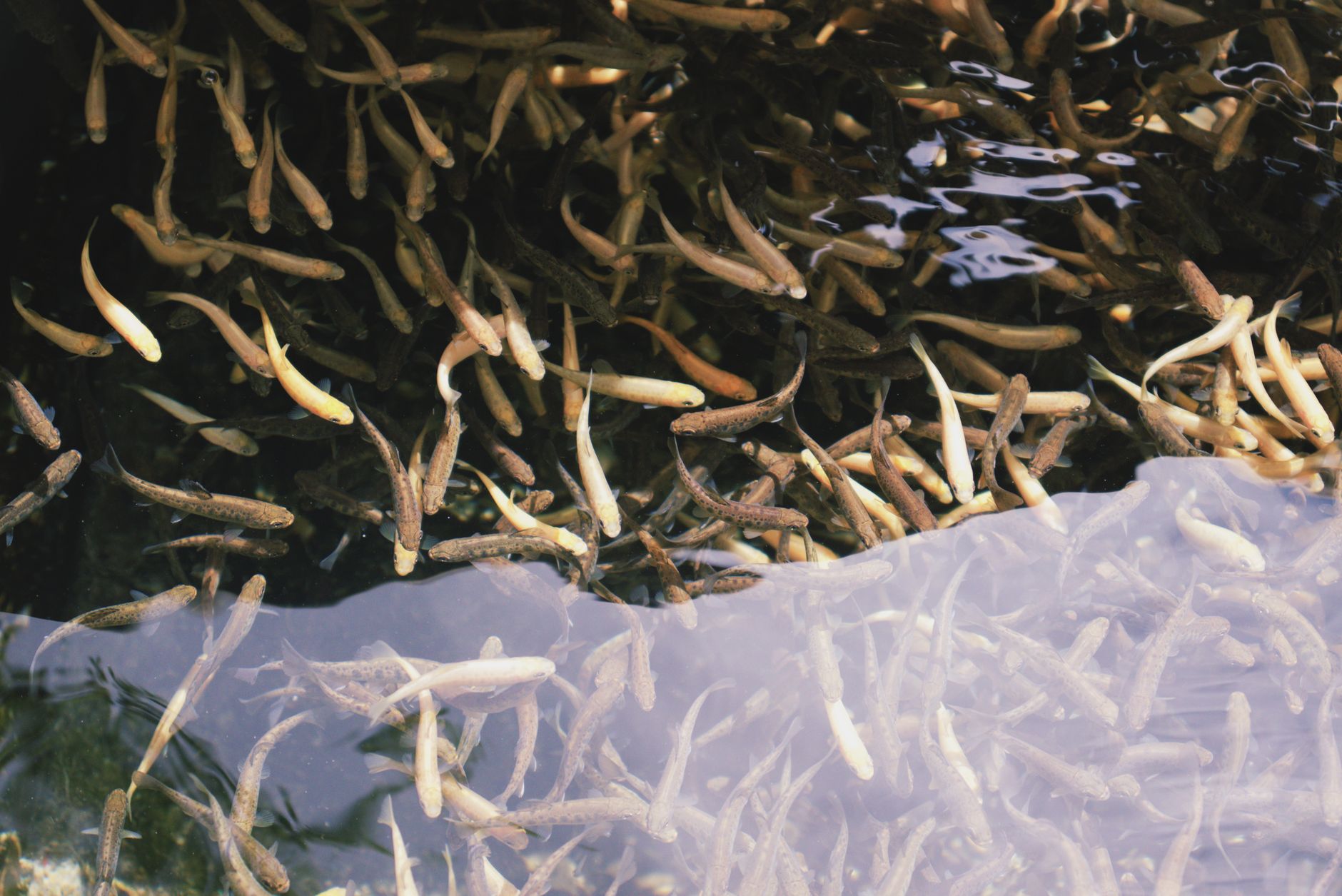 Quels sont les cycles de vie des poissons ?
