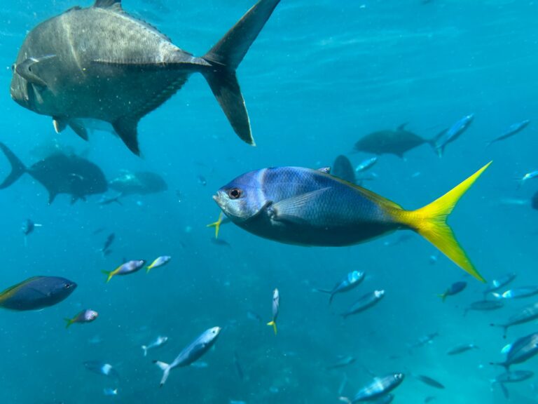 Comment reconnaître la présence des poissons ?