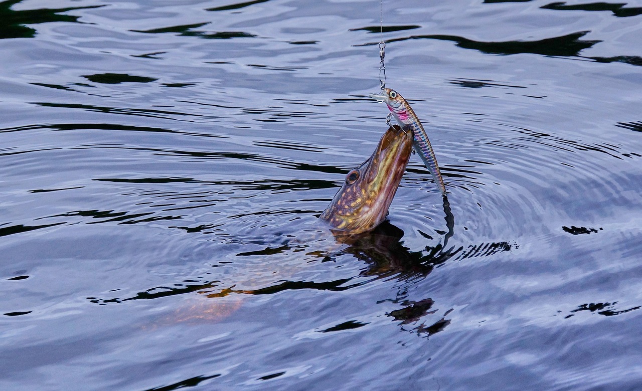 Brochet ferré à la surface d'un plan d'eau, un leurre accroché à la gueule