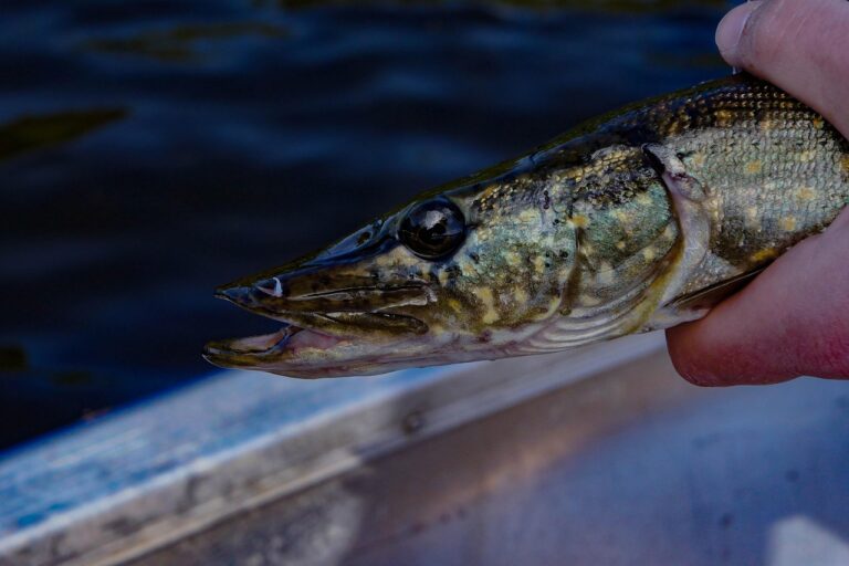 Le gros brochet en wading sur gravière, une pêche qui se joue au mental